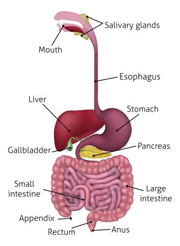 internal organs labeled